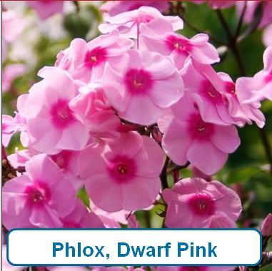 Phlox, Dwarf Garden