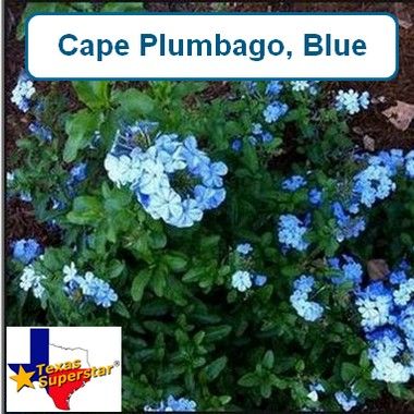 Plumbago, Blue