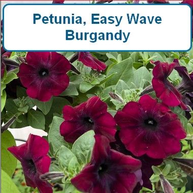 Petunia, Easy Wave® Burgundy-HB