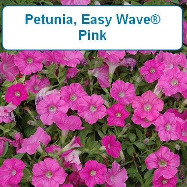 Petunia, Easy Wave®-HB