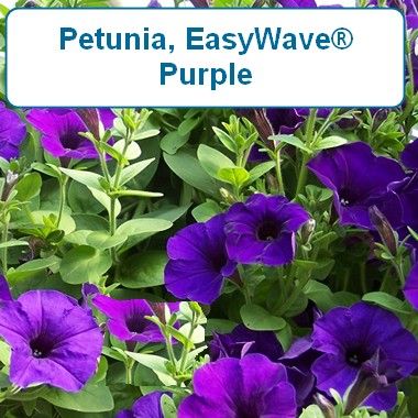 Petunia, EasyWave® Purple-HB