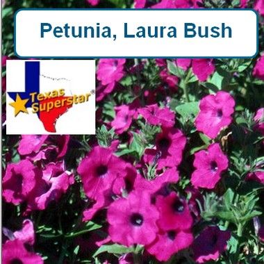 Petunia, Laura Bush Purple