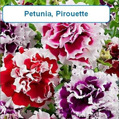 Petunia, Pirouette