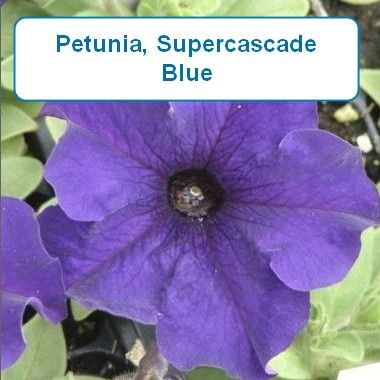 Petunia, Supercascade Blue