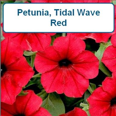Petunia, Tidal Wave® Red-HB