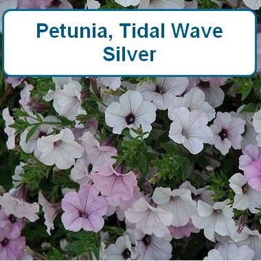 Petunia, Tidal Wave® Silver