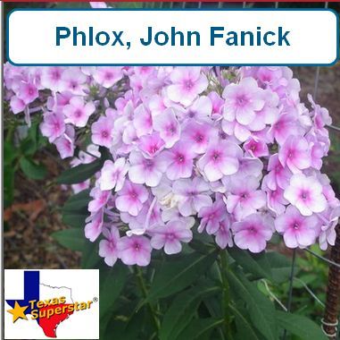 Phlox, John fanick (TxSuperStar)