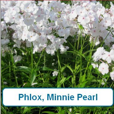 Phlox, Minnie Pearl