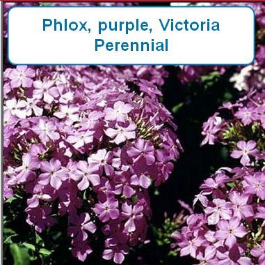 Phlox, purple, Victoria Perennial