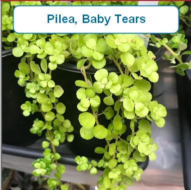 Pilea, Baby Tears