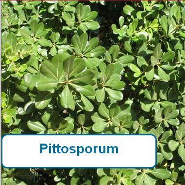 Pittosporum
