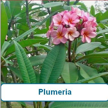 Plumeria