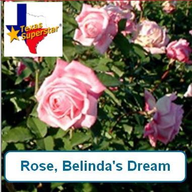 Rose, Belindas Dream