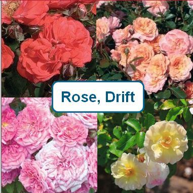 Rose, Drift
