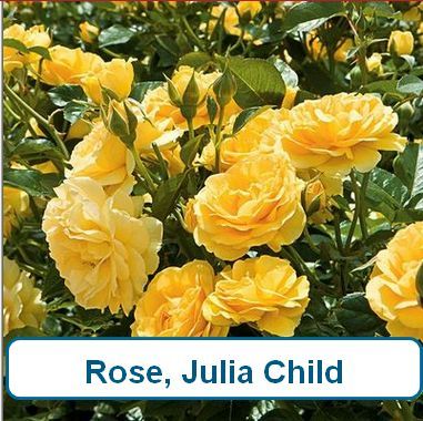 Rose, Julia Child