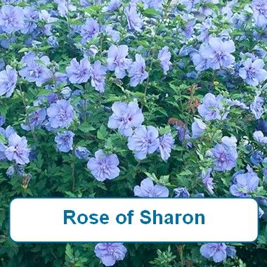 Rose of Sharon-Blue