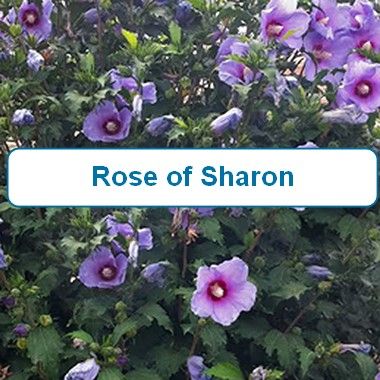 Rose of Sharon-Purple