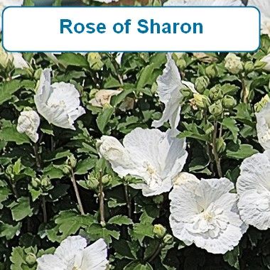 Rose of Sharon-White
