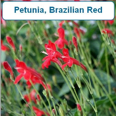 Ruellia, Red Elegans