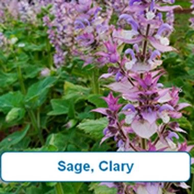 Sage, Clary