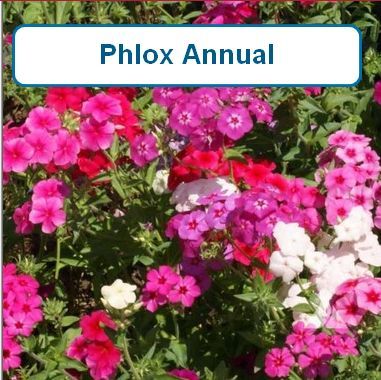 Phlox, annual