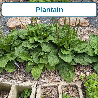 Plantain, Herb