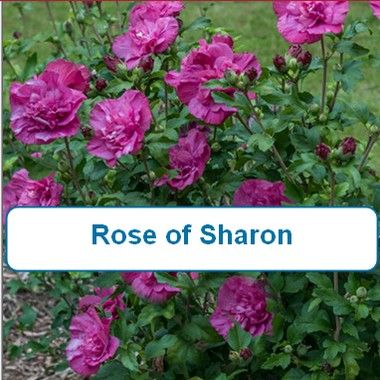 Rose of Sharon, Pink