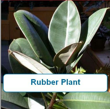 Rubber Plant