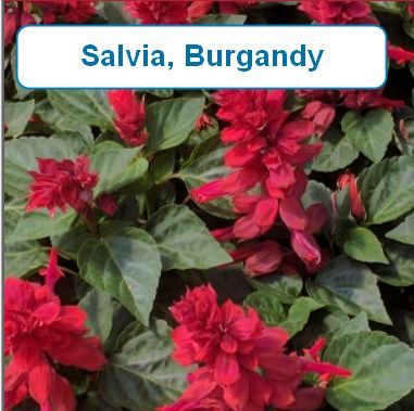 Salvia, Burgandy