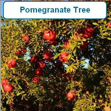 Pomegranate-Tree