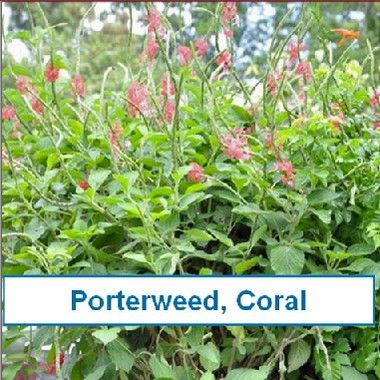 Porterweed, Coral