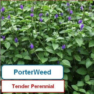 Porterweed, Purple