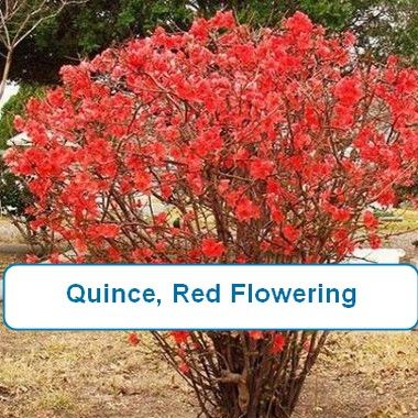 Quince, Red Flowering