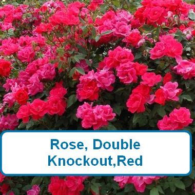 Rose, Double Knockout™-red