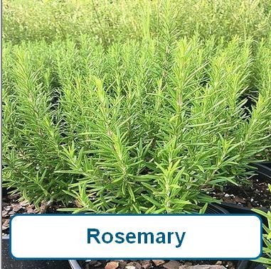 Rosemary