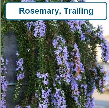 Rosemary - Trailing