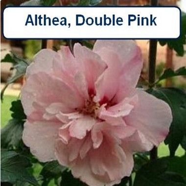Rose of Sharon, Double Pink