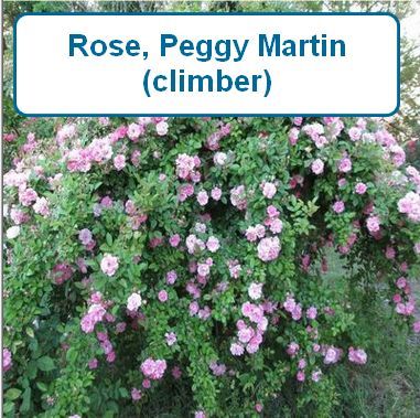 Rose, Peggy Martin