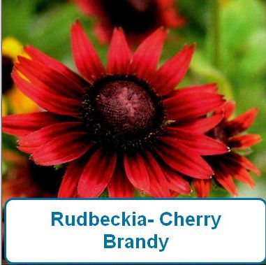 Rudbeckia, Cherry Brandy