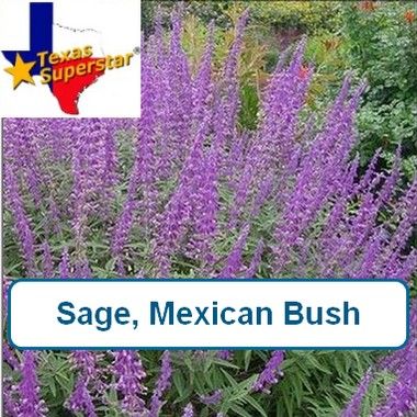 Sage, Mexican Bush
