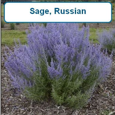 Sage, Russian