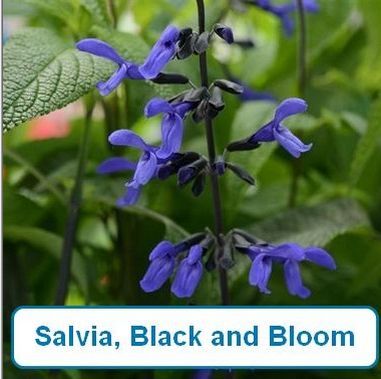 Salvia, Black &amp; Bloom