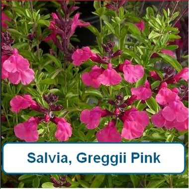 Salvia, Greggii Pink
