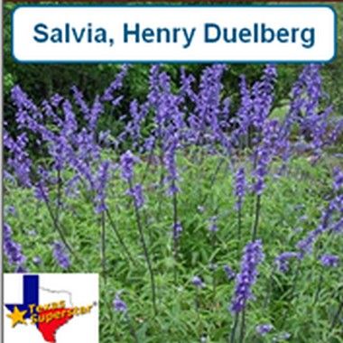 Salvia, Henry Duelberg