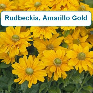 Rudbeckia, Amarillo gold