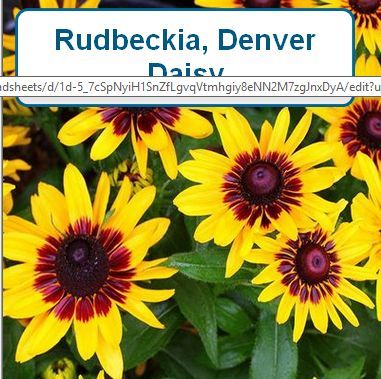 Rudbeckia Denver Daisy