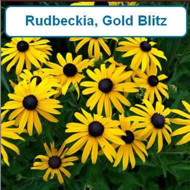 Rudbeckia, Gold Blitz