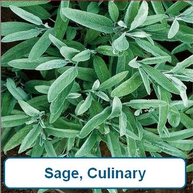 Sage, culinary