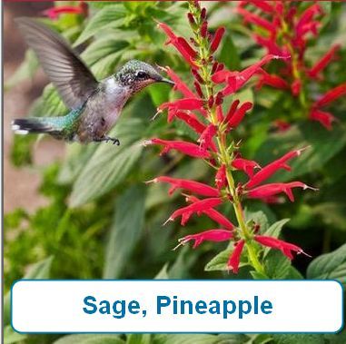 Sage, Pineapple