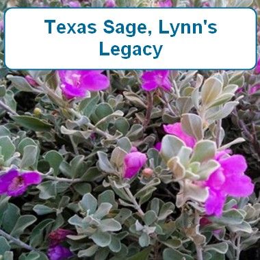 Sage, Texas- Lynns Legacy